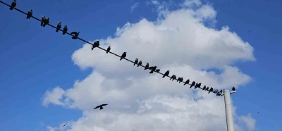 Tatvan&rsquo;da sıralanan kuşlardan g&uuml;zel g&ouml;r&uuml;nt&uuml;ler
