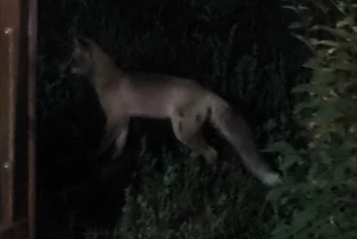 Tatvan ilçe merkezinde tilki paniği
