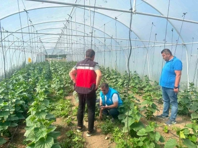 Tavşanlı cezaevi serasında &uuml;retim faaliyetleri incelendi
