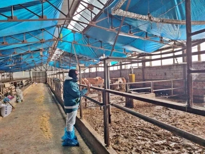 Tavşanlı&rsquo;da hayvancılık işletmelerine y&ouml;nelik besilik hayvan kapasite tespit &ccedil;alışması
