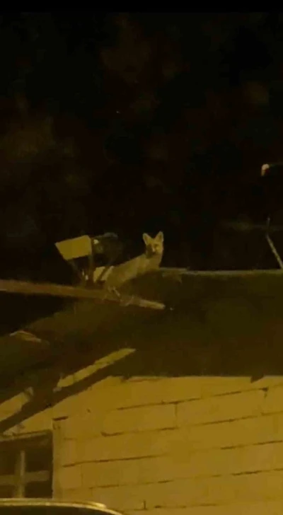 Tavuk hırsızı tilkiyi yerde beklerken çatıda çıktı
