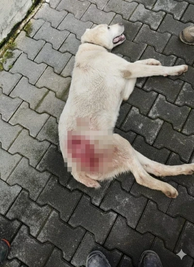 Tavuk kovaladı diye t&uuml;fekle vurulan k&ouml;pek &ouml;ld&uuml;
