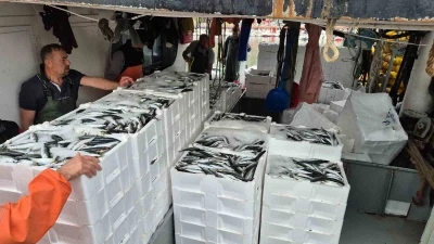 Tayfalar mutlu: Yüzlerce kasa balık yakalandı
