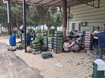 Taze bağ yaprağı aile ekonomisine can suyu oldu
