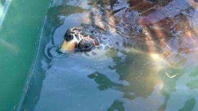 Tedavileri tamamlanan 5 deniz kaplumbağası denizle buluştu
