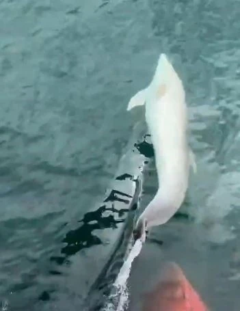 Tekirdağ a&ccedil;ıklarında tekneye yunus eşliği
