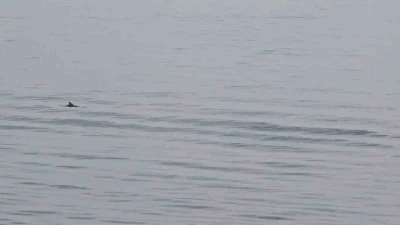 Tekirdağ a&ccedil;ıklarında yunuslardan g&ouml;rsel ş&ouml;len
