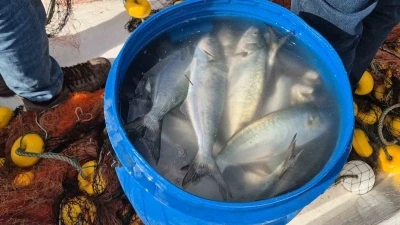 Tekirdağ’da ağlara takılan lüfer yüzleri güldürdü
