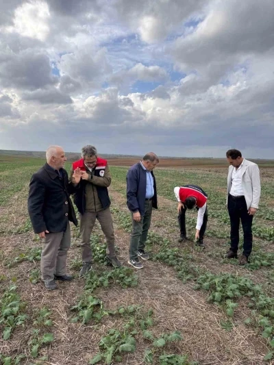 Tekirdağ’da anıza kanola ekimi
