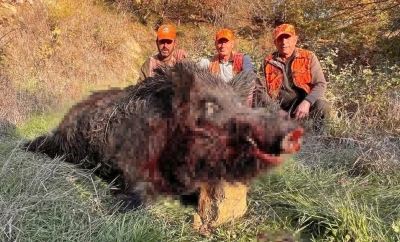 Tekirdağ’da avcılar bile şaşırdı: 300 kiloluk yaban domuzu avlandı
