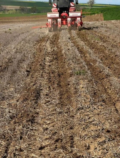 Tekirdağ&rsquo;da ay&ccedil;i&ccedil;eği tohumları anıza ekim y&ouml;ntemiyle toprakla buluştu
