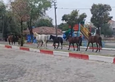 Tekirdağ’da başıboş atlar trafiği tehlikeye soktu
