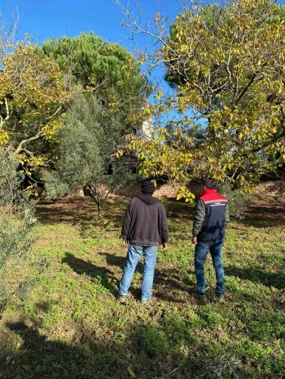 Tekirdağ’da ceviz bahçesinde hastalık ve zararlı kontrolü yapıldı
