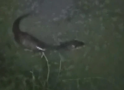 Tekirdağ’da derede balık avlayan su samuru görüntülendi
