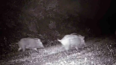 Tekirdağ&rsquo;da fotokapana domuz s&uuml;r&uuml;s&uuml; takıldı
