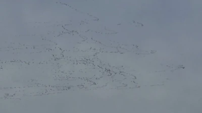 Tekirdağ’da gökyüzünde leylek şöleni
