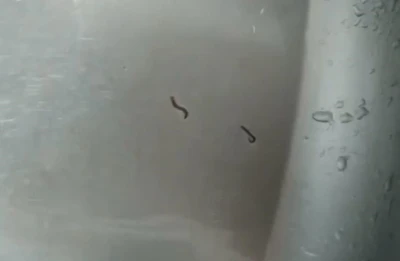 Tekirdağ’da içme suyu şebekesinden kurtlar çıktı
