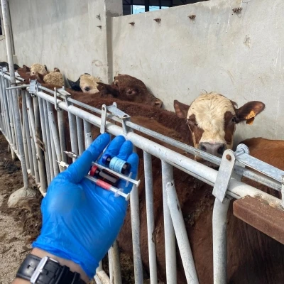 Tekirdağ’da ithal besilik danalara karantina süreci
