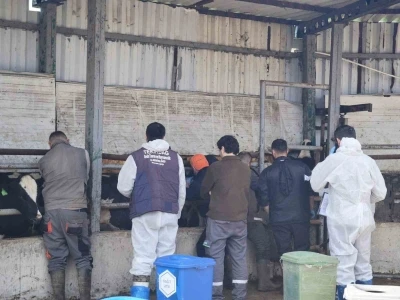Tekirdağ&rsquo;da ithal damızlık hayvanlar i&ccedil;in sıkı sağlık denetimi
