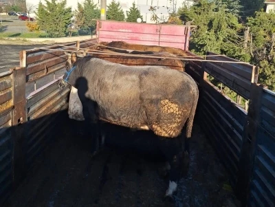 Tekirdağ&rsquo;da ka&ccedil;ak hayvan sevkiyatına 102 bin lira ceza
