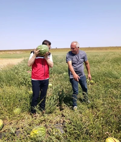 Tekirdağ’da karpuz üretimine yakından takip
