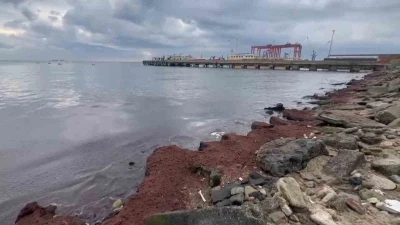 Tekirdağ&rsquo;da kuvvetli r&uuml;zgar sahili kırmızı yosunla kapladı
