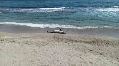 Tekirdağ’da ölü yunus sahile vurdu
