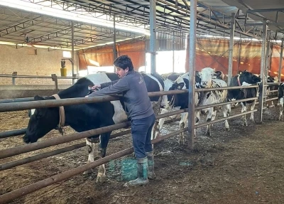 Tekirdağ&rsquo;da şap aşısı &ccedil;alışmaları aralıksız s&uuml;r&uuml;yor
