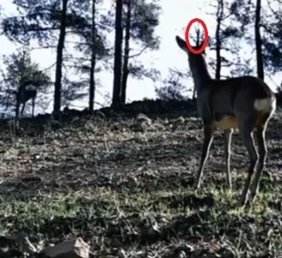Tekirdağ&rsquo;da tek boynuzlu karaca g&ouml;r&uuml;ld&uuml;
