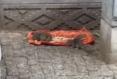 Tekirdağ’da vatandaşlar tedirgin: &quot;Fareler sokakları bastı&quot;
