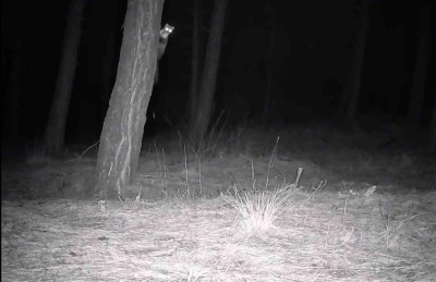 Tekirdağ&rsquo;da yaban hayatı fotokapanlarla g&ouml;r&uuml;nt&uuml;lendi
