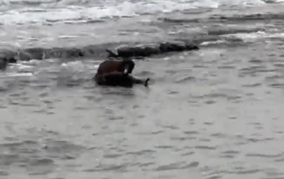 Tekirdağ kıyılarında su samuru g&ouml;r&uuml;nt&uuml;lendi
