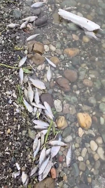 Tekirdağ Malkara&rsquo;da barajda balık &ouml;l&uuml;mleri tedirgin etti
