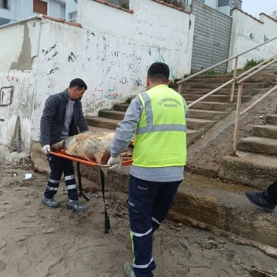 Tekirdağ sahiline &ouml;l&uuml; caretta caretta vurdu
