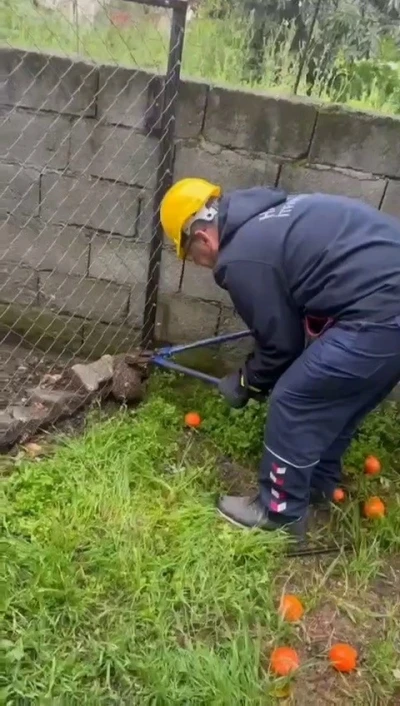 Tel &ouml;rg&uuml;ye sıkışıp, mahsur kalan kirpi kurtarıldı
