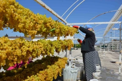 Tel sergiyle üzüm 1 numara yükseliyor
