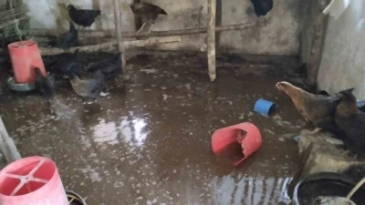 Tercan&rsquo;da k&uuml;mesi su bastı, civcivler telef oldu
