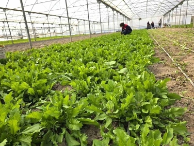 Tere ve roka &uuml;retilen seralardan denetim
