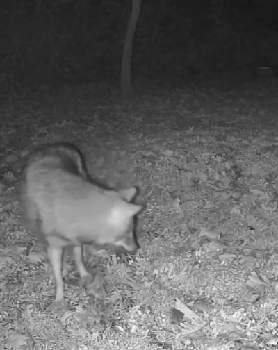 Terkos G&ouml;l&uuml; kıyısında gece s&uuml;rprizi: Karavan kamp&ccedil;ısının kamerasına kurt yansıdı
