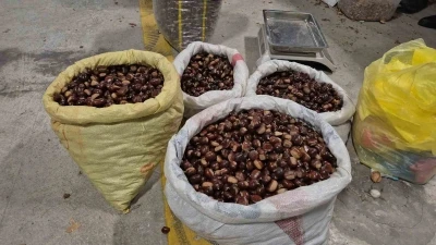 Tescilli lezzet pazara indi: Düzce’nin coğrafi işaretli &quot;kuzu kestanesi&quot; tezgahlardaki yerini aldı
