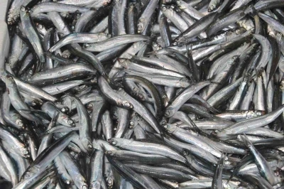 Tezgahların gözdesi ’hamsi’
