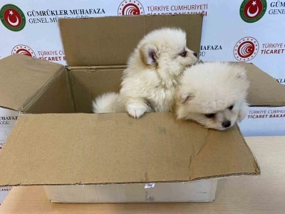 Ticaret Bakanlığı G&uuml;mr&uuml;kler Muhafaza ekiplerinden yavru k&ouml;peklere y&ouml;nelik ka&ccedil;ak&ccedil;ılık girişimine ge&ccedil;it yok
