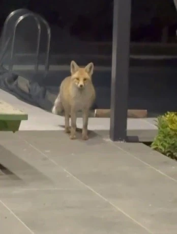 Tilki evin bahçesine girip kedi mamalarını yedi
