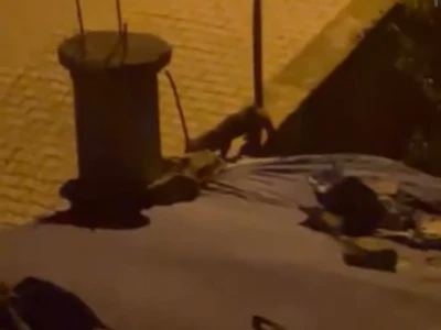 Tilki evin bahçesini çok sevdi
