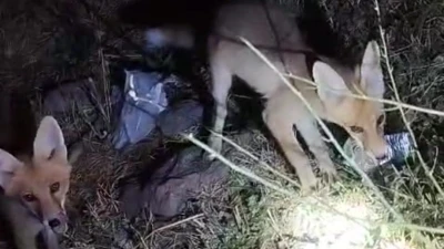 Tilki ile arıcının gülümseten anları: &quot;Gel aşure yiyin gel&quot;
