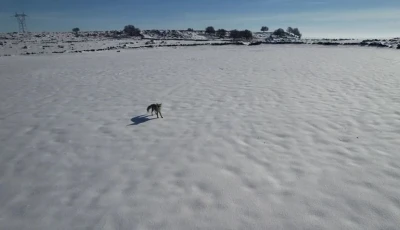 Tilki ile dronun eğlenceli m&uuml;cadelesi kameraya yansıdı
