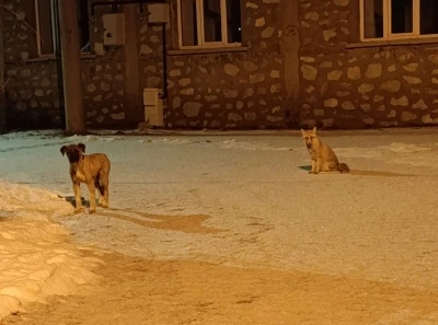 Tilki ile sokak k&ouml;peğinin dostluğu kameraya yansıdı
