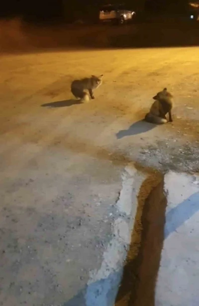 Tilkileri için yaylayı terk edip şehre gidemiyor
