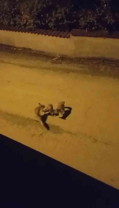 Tilkilerin sokaktaki oyunları kameralara yansıdı
