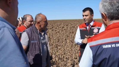 Tokat’ta 39 bin dekar alanda 19 tona yakın ayçiçeği tohumu ekildi
